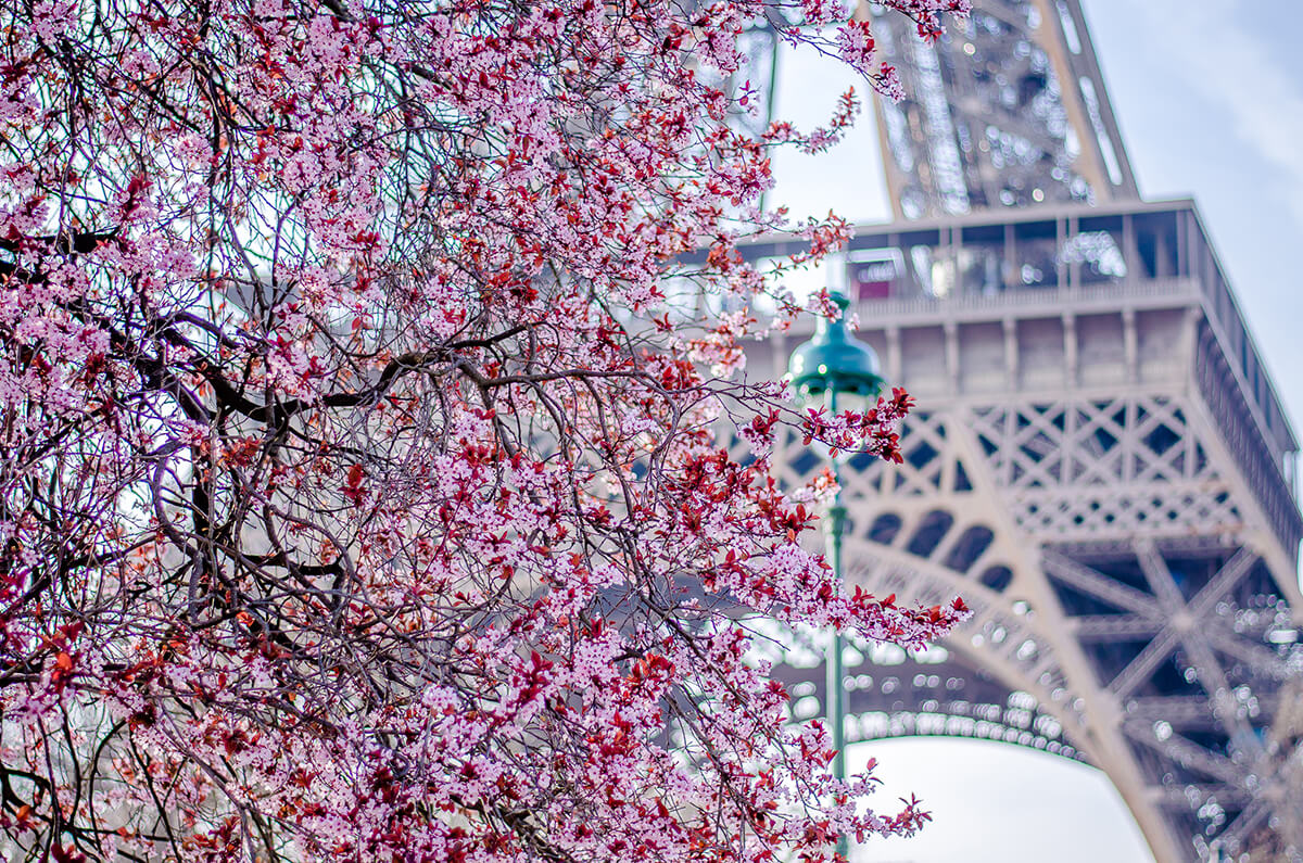Spring In Paris